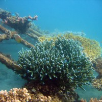 Metallkonstruktion des Projects, über und über mit Korallen bedeckt, September 2007