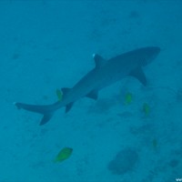 Weißspitzenriffhai auf ~40 Metern, September 2007