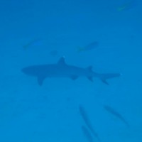 Weißspitzenriffhai auf ~40 Metern, September 2007
