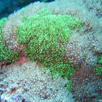 Clavularia viridis, September 2007