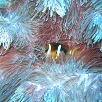 Anemone mit Clownsfisch, Oktober 2007
