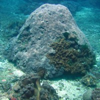 Korallenblock, Oktober 2007