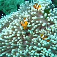 Anemonenfische mit Anemone, September 2007