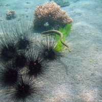 Diademseeigel mit Schlange, September 2007