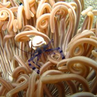 Anemone mit Symbiosegarnele, September 2007