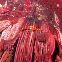 Korallenkrabbe auf Haarstern, Oktober 2003