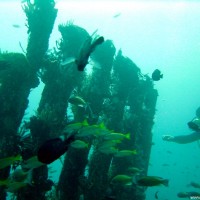 eines der drei künstlich versenkten Laguna-Wrecks, Oktober 2003