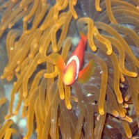 Malediven-Anemonenfisch, Oktober 2003