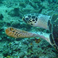 Karettschildkröte, Oktober 2003