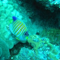 Pfauen-Kaiserfisch, März 2007