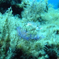 Violette Fadennacktschnecke, Juli 2005