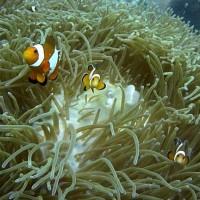 Clownsfische und ihre Anemone, März 2010