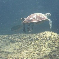 Schildkröte in der Strömung, März 2010